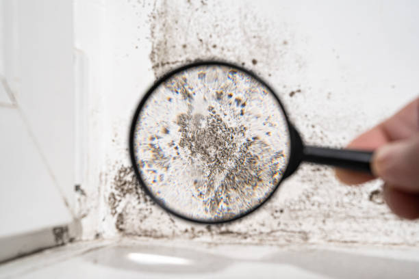 Best Emergency Mold Remediation in Westwood, KS